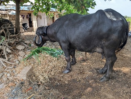 ઝાફબાદિ ઓલાદ છે ૩ જુ વેતર વિયાછે