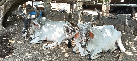 ગોઢલા