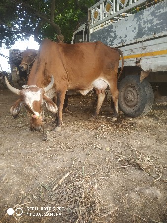 ભાડેર ગામ કિંમત 20,000 રૂપિયા વિપુ