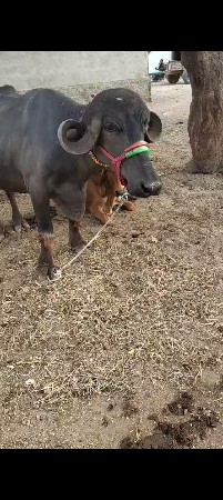 વેચવાની છે ખડેલી