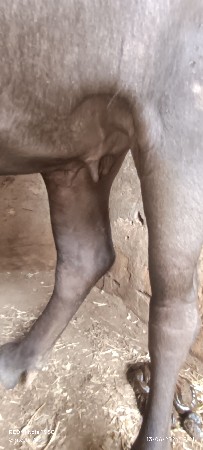 khadeli vechava ni chhe