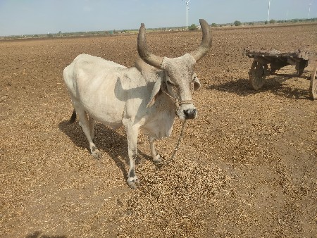 ગાય વેચવાની છે
