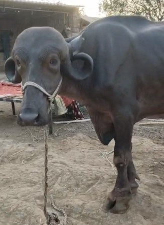 ખડાય