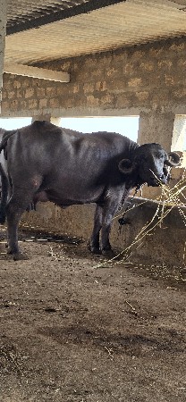 ભેંસ વેચવાની છે