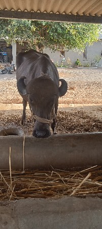 ભેંસ વેચવાની છે