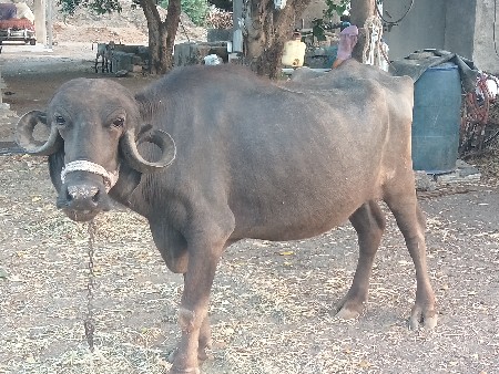 પેલું વેતર