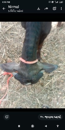pada nu padi sathe satu karvu