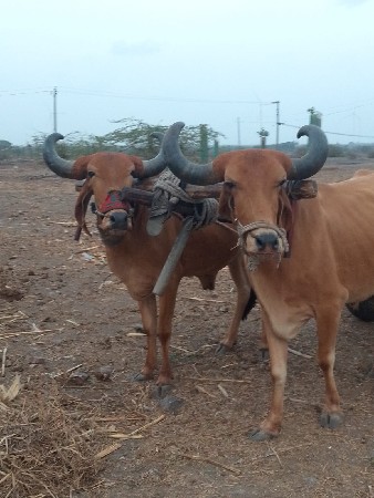 જામનગર જિલ્લો ભાણવડ તાલુકો