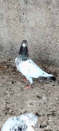 kadhiru mel