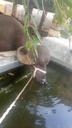 પાડો વેચવાનો‌છે