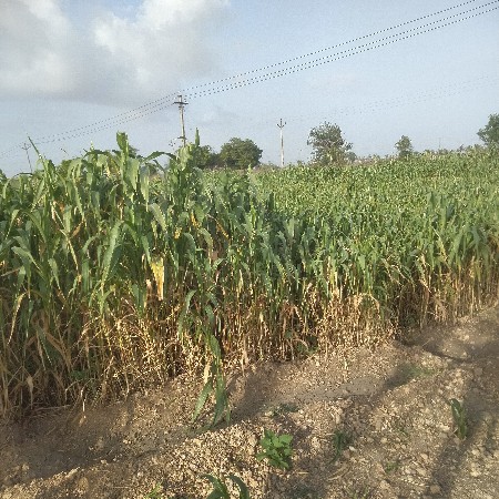 જુવાર
