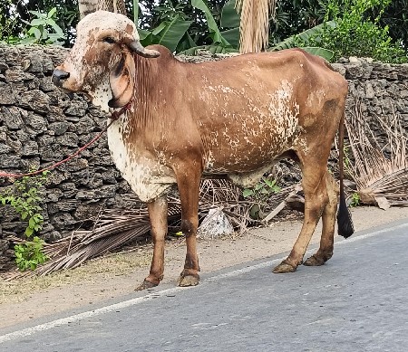 ગીર વાછડી યુ વેચવાની છે