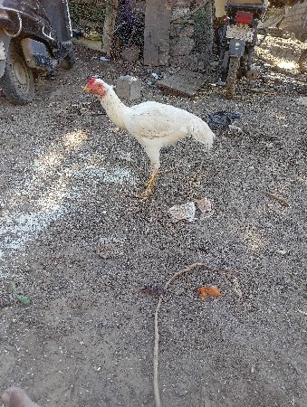 અસીલ મૂર્ધો