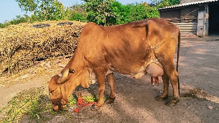 3 ગાયુ વેચવાની છે