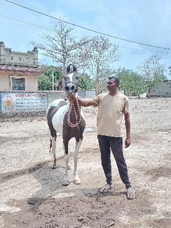 કોય ભાઈ પાસે વસેરી કે ધોડી વેસાવ