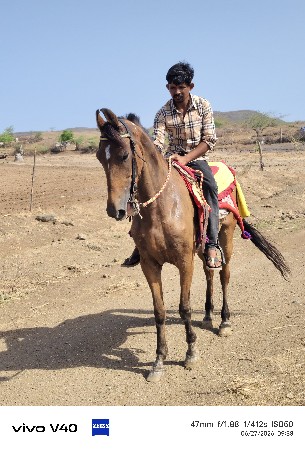ઘોડી વેસ્વની સે