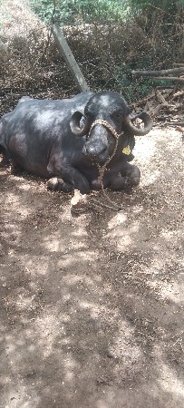 ચોથુવેતાર
