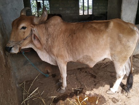 બળદ વેચવાનો છે