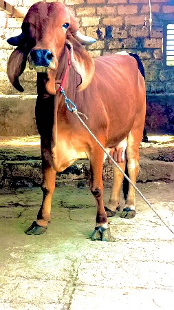 ગીર હોડકી વેચવાની સે