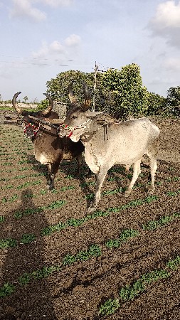 બળદ વેચવાના છે