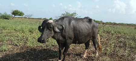 પેલું વેતર છે 10.15 દિવસ નિ કાશી છે