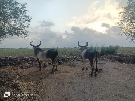 બળદ વેચવા ના છે .