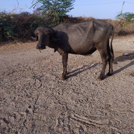 પાડો વેચવાનો છે
