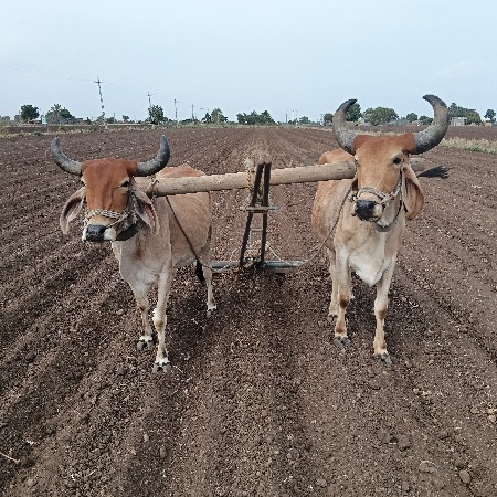 બળદ વેચવિનાછે
