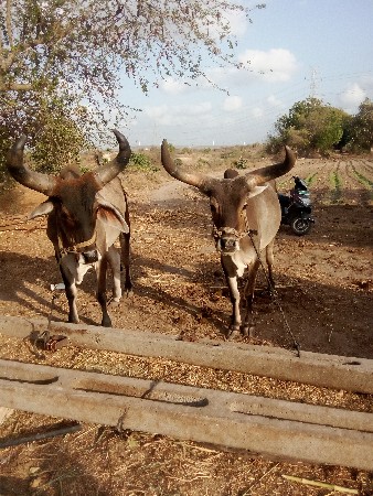 ગોઢલા વેસવાના છે