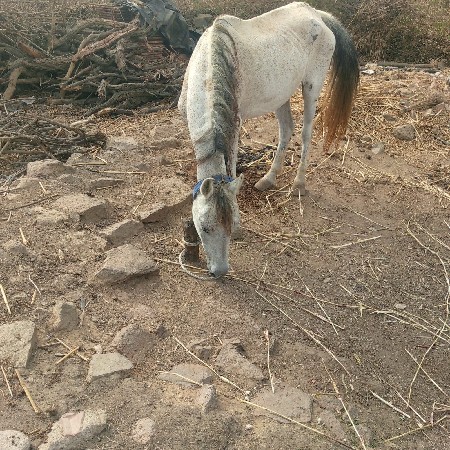ઘોડી
