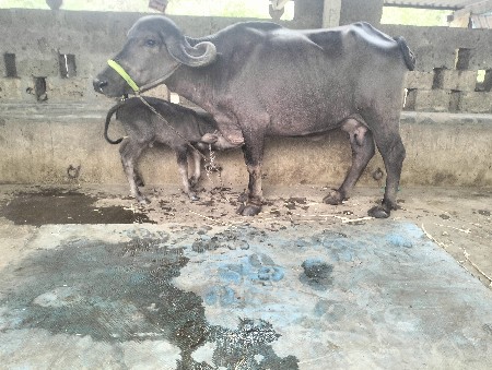 ખડેલી વેસવાની સે