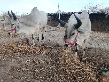 ગોધલા વેચવા ના છે