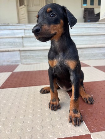 Doberman Female