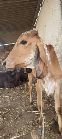 હોડકી વેચવાની છે.