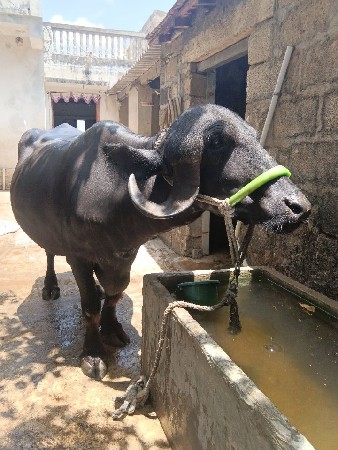 ભેંસ વેચવાની છે