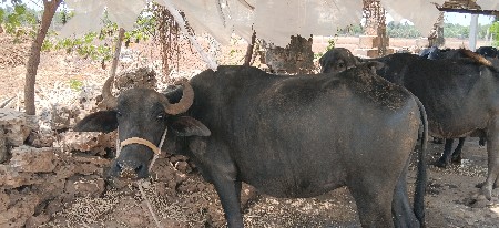 ભેંસ વેચવાની છે