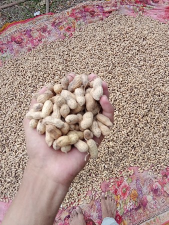 ગીર નાર.4. મગફળી.વેચવાની.છે