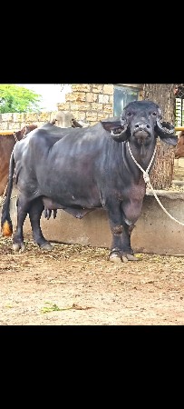 ભેંસ વેસવાની સે