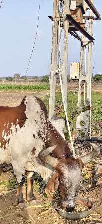 ગાય વેચવાની છે
