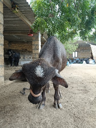 વેંચવા નો છે પાડો