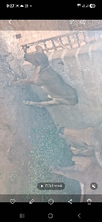 ગાયછે 3 આચરછે