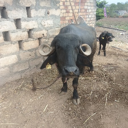 ભેંસ વેચવાની છે