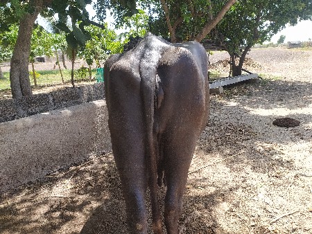 ભેંસ વેચવાની લીખડા પોરબંદર