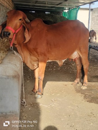देशी गिर गाय वेस्वानी चे