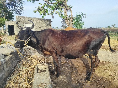 જરશી ગાય