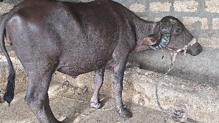 ખળેલી વેચવાની છે
