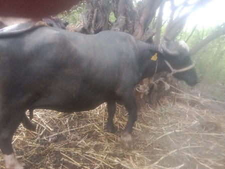 આભેસવેસવાનિસે