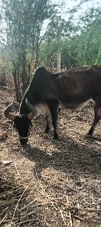 બંડધવેચવાનોસે  સાસોજો  ચાર‌વાયવ