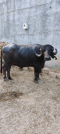 ભેંસ વેચવાની છે