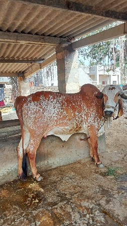 ગીર હોડકી વેસવાની છે